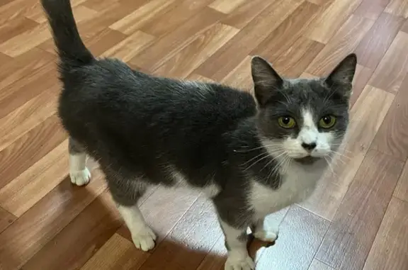 Найдена кошка, Кисловка, фото: Кошка найдена у Анны Ахматовой, 1