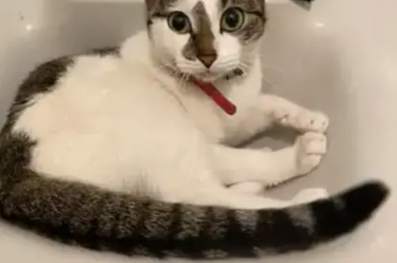 Кошки потеряшки, Чита, фото: Потеряшка кошка, ул. Журавлёва, 70, Чита