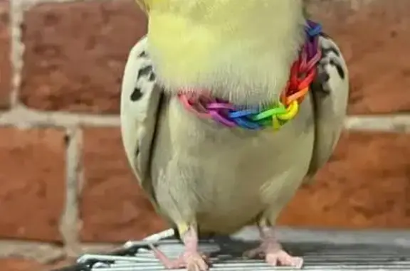 Пропала корела, Козицкий пер., Москва