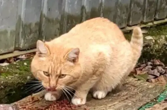 Кошки потеряшки, Апшеронск, фото: Потеряшка кот, ул. Новая 10, Апшеронск