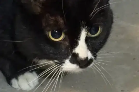 Кошка найдена, Путевой проезд 26А, Москва