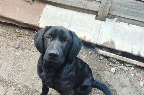 Собаки потеряшки, Оренбург, фото: Потеряшка собака на Кольцова, 23, Оренбург