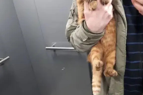 Рыжий кот найден, Уваровский пер., Москва