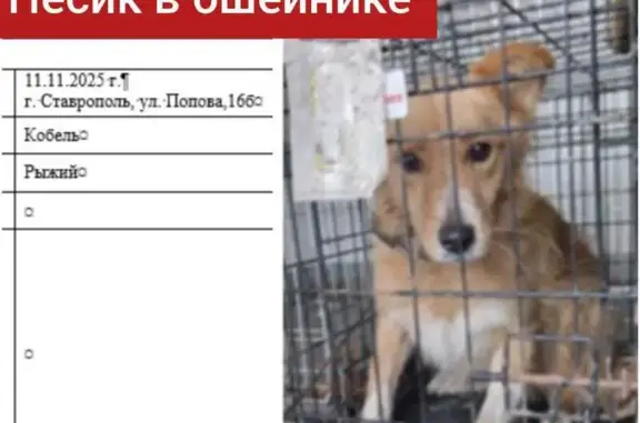 Найдена собака, Ставрополь, фото: Собака найдена, ПВС Изобильный, ул. Попова 16