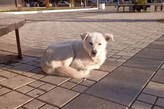 Найдена собака, , фото: Белая собака найдена в Туймазах, РБ
