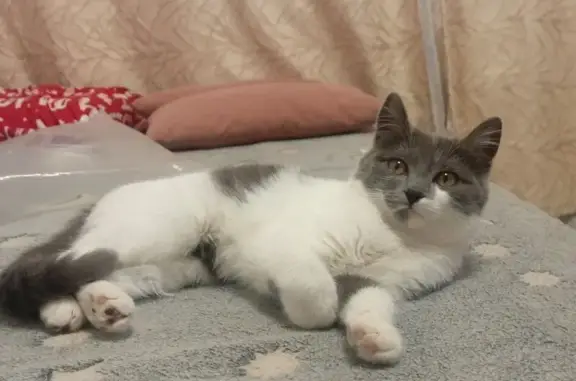 Пропала кошка, Енисейская ул., Магнитогорск