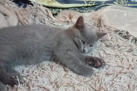 Пропала кошка, ул. Баумана 74Б, Уфа