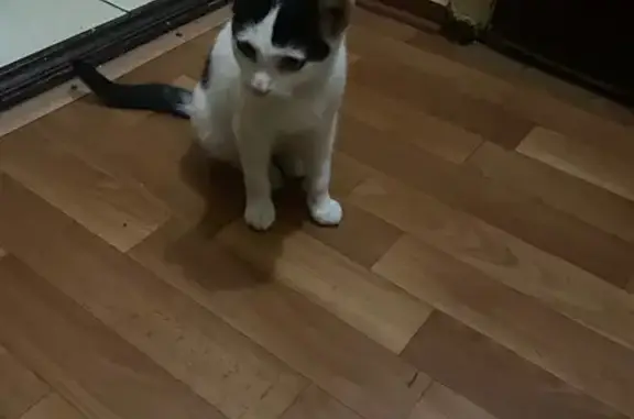 Найдена кошка, Сочи, фото: Кошка найдена на Кирова 77, Адлер