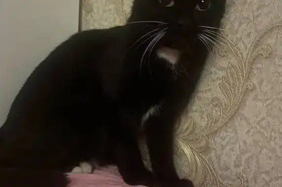 Пропала кошка на ул. Шовгенова, Майкоп