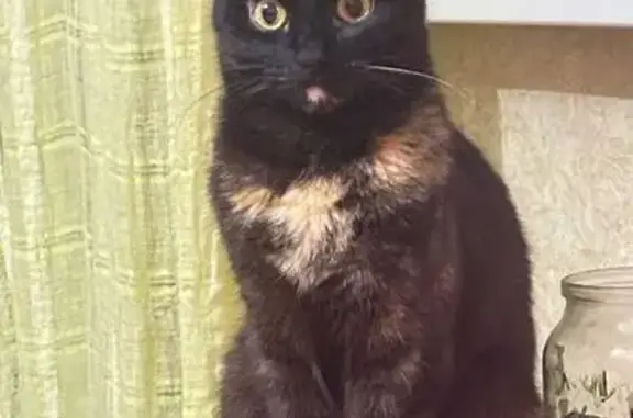 Пропала кошка ул. Красного Маяка, 13 к4