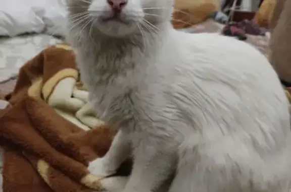 Кошка найдена у подъезда, Энтузиастов 21