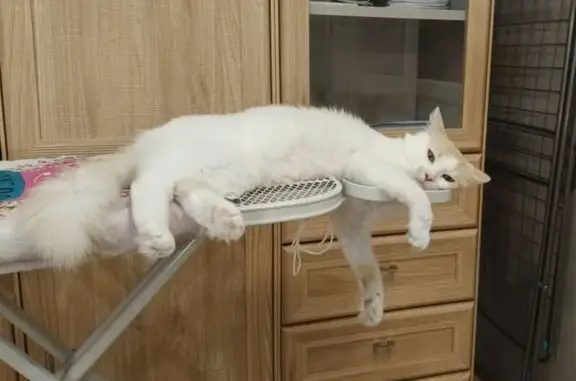 Кошки потеряшки, Калининград, фото: Потеряшка кошка на Клинической, 10, Калининград