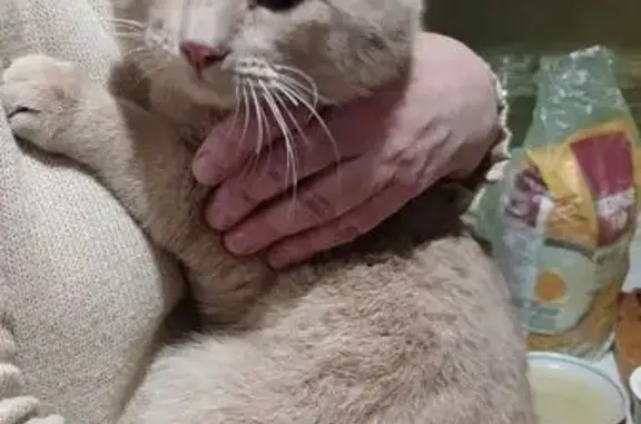 Кот найден: пр. Жукова, 167, Волгоград