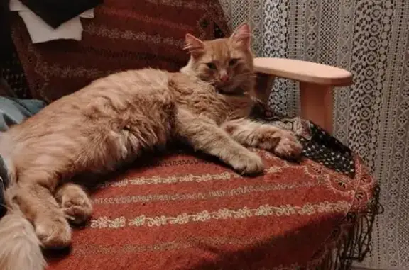 Пропала кошка, ул. Овчинникова 40, Бирск