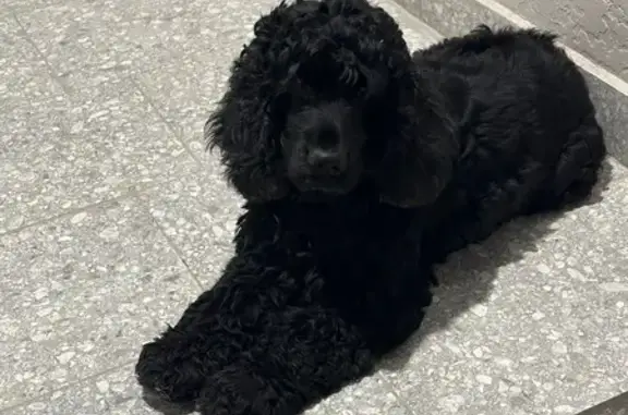 Найдена собака, Омск, фото: Найдена собака, Омск, 5-я Северная 124