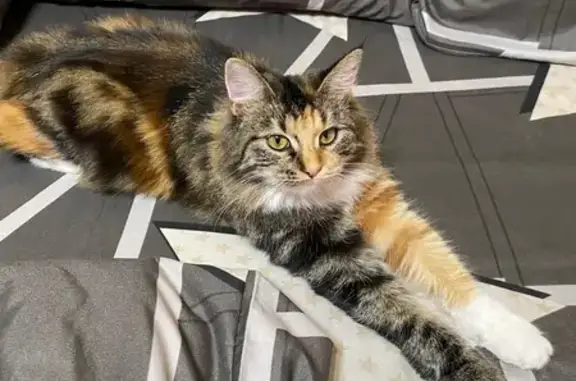 Пропала кошка на Пролетарской, 93, Ростов