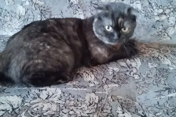 Кошки потеряшки, Ставропольский край, фото: Потеряшка кошка, Михайловск, Ставрополье