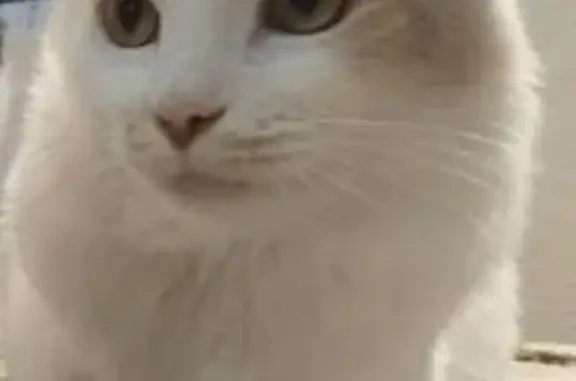 Кошки потеряшки, Калининград, фото: Потеряшка кот на Клинической, 6, Калининград