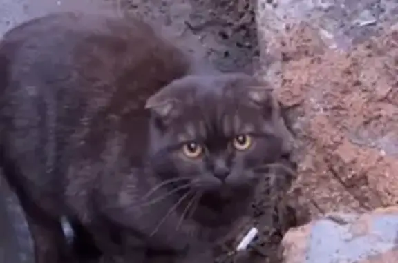 Найдена кошка, Москва, фото: Кошка найдена на пр. проезд № 4062, Москва