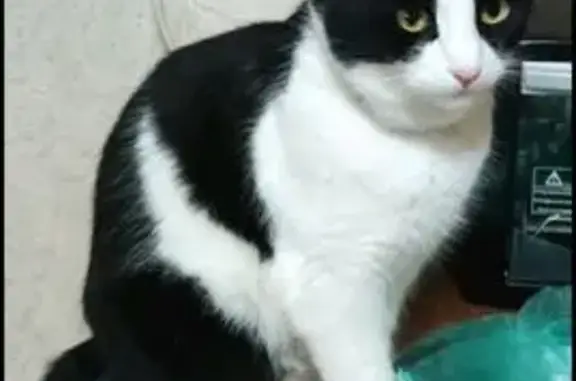 Пропала кошка на Тамбовской, 38, Орёл