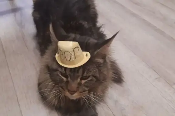 Кошки потеряшки, Ветлуга, фото: Потеряшка кошка, Заречная ул., Ветлуга