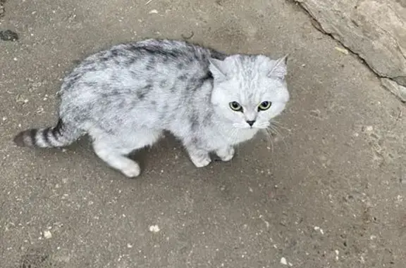 Пропала кошка, Кострома, ул. Ласковый 8