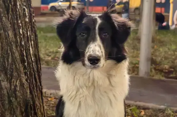 Найдена собака, Москва, фото: Найдена собака, Леснорядская ул. 8с1, Москва