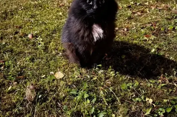 Найдена кошка, Сосны, фото: Кошка найдена у КПП, пр. Шмидта, Сосны