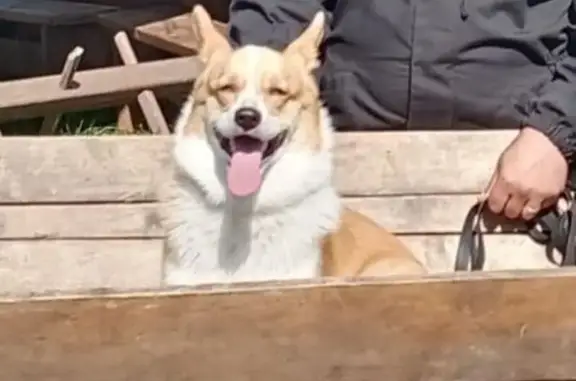 Пропала собака, Полиграфическая ул., Липецк