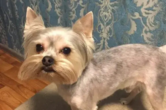 Пропала собака, ул. Мичурина 235, Саратов