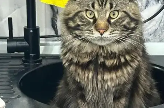 Кошки потеряшки, Пенза, фото: Потеряшка кошка, ул. Измайлова 32, Пенза