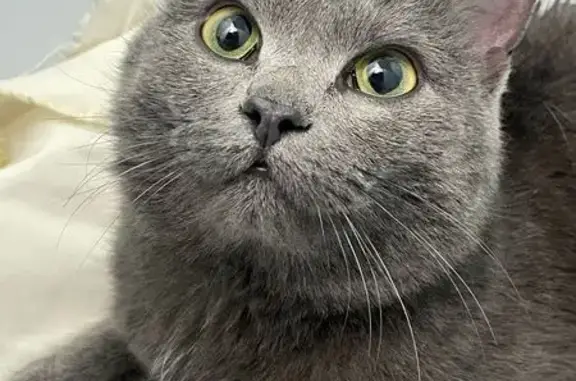 Найдена кошка, Томск, фото: Найдена кошка, пр. Кирова, Томск