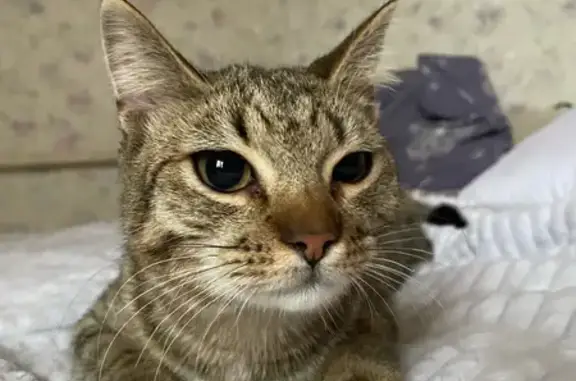 Найдена кошка, Тула, фото: Котик найден: Демидовская улица, Тула