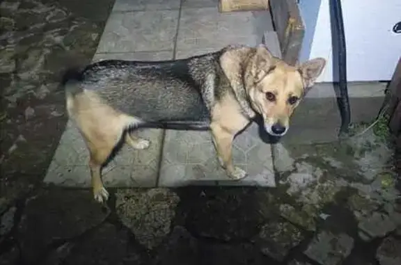 Найдена собака, Псковская область, фото: Собака найдена в Раздолье, Тямшанская волость