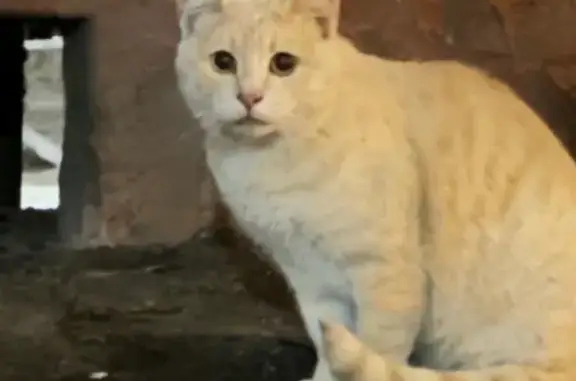 Кошка найдена, ул. Фомичёвой 14 к2