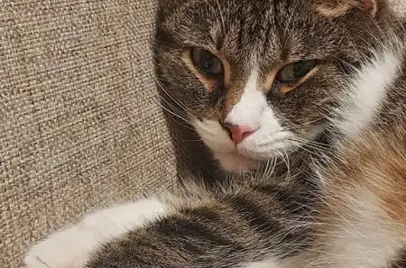 Кошки потеряшки, Псков, фото: Потеряшка кошка, Псков, ул. Кузбасской Дивизии 38