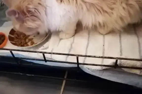 Кошка найдена на Трактовой в Ембаево