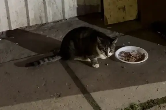 Найдена кошка, Санкт-Петербург, фото: Кошка у магазина на пр. Стачек, 105 к1