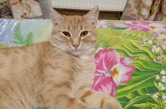 Кошки потеряшки, Ставрополь, фото: Потеряшка кошка Кузя, Октябрьская 84, Ставрополь