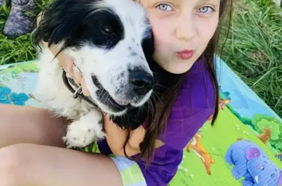 Собаки потеряшки, Уфа, фото: Потеряшка собака, Уфа, Сельская Богородская 47/1