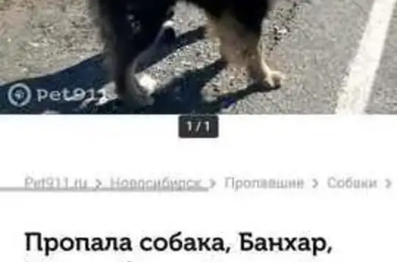 Найдена собака, Новосибирск, фото: Собака найдена: Красный проспект, 305