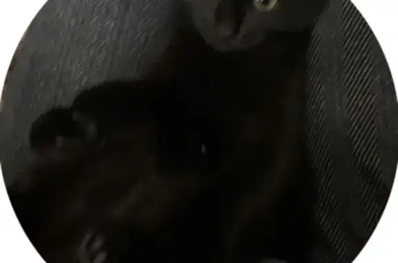 Кошки потеряшки, Сибай, фото: Потеряшка кошка, Сибай, ул. Энгельса, 8А