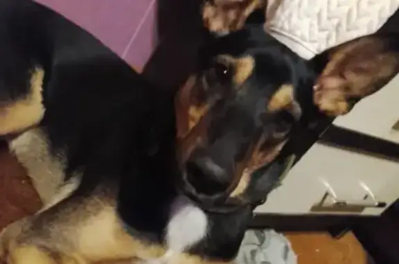 Пропала собака, Куликовская 19, Ростов