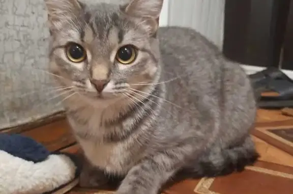 Кошки потеряшки, Ярославль, фото: Потеряшка кошка Алиса, Сквозной пер., Ярославль