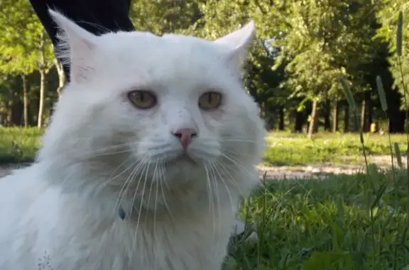 Объявления о пропавших и найденных животных, Борисоглебск, фото: Пропала белая кошка, Чкалова 16, Борисоглебск