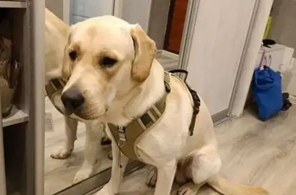 Собаки потеряшки, Екатеринбург, фото: Потеряшка собака, Аптекарская 46, Екб