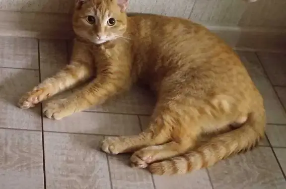 Пропала кошка, Пугачёв, Саратовская обл.