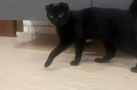 Найдена кошка, Иваново, фото: Черная кошка найдена: Иваново, 14-е почтовое