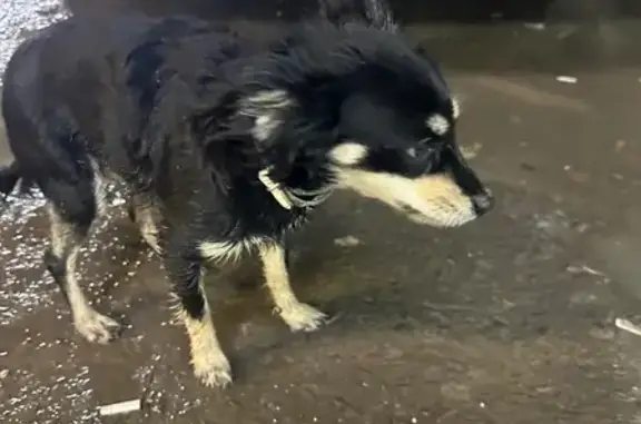 Найдена собака у «Пятерочки», Качалино