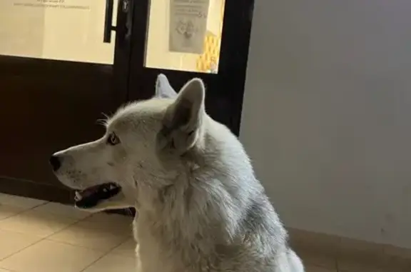 Найдена собака, Йошкар-Ола, фото: Хаски найдена, Анциферова 4, Йошкар-Ола